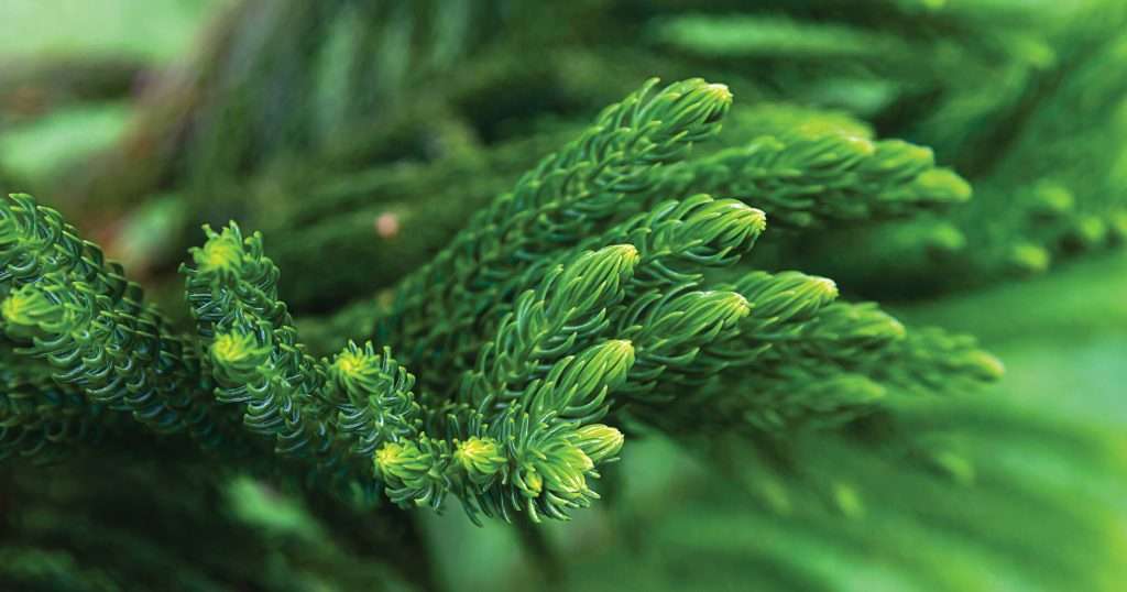 Six different potted living Christmas trees on display, ready for festive planting and care.