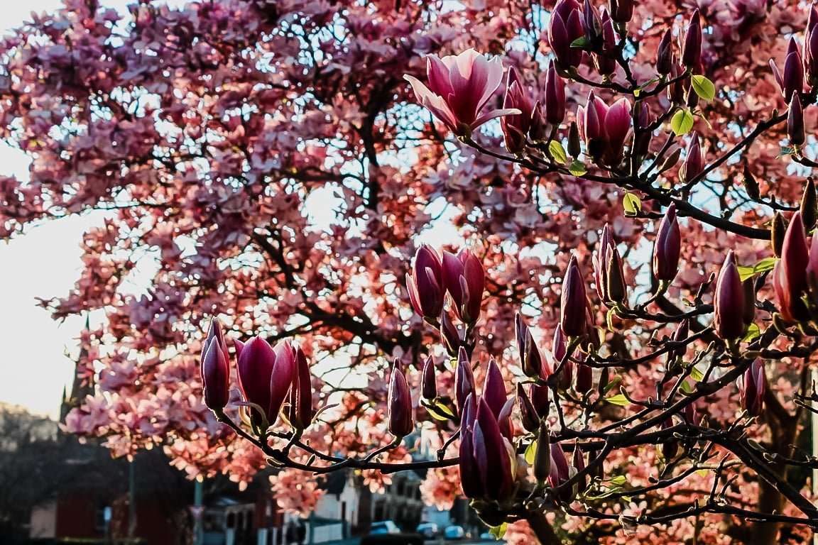 Magnolia and Prunus in Flower
