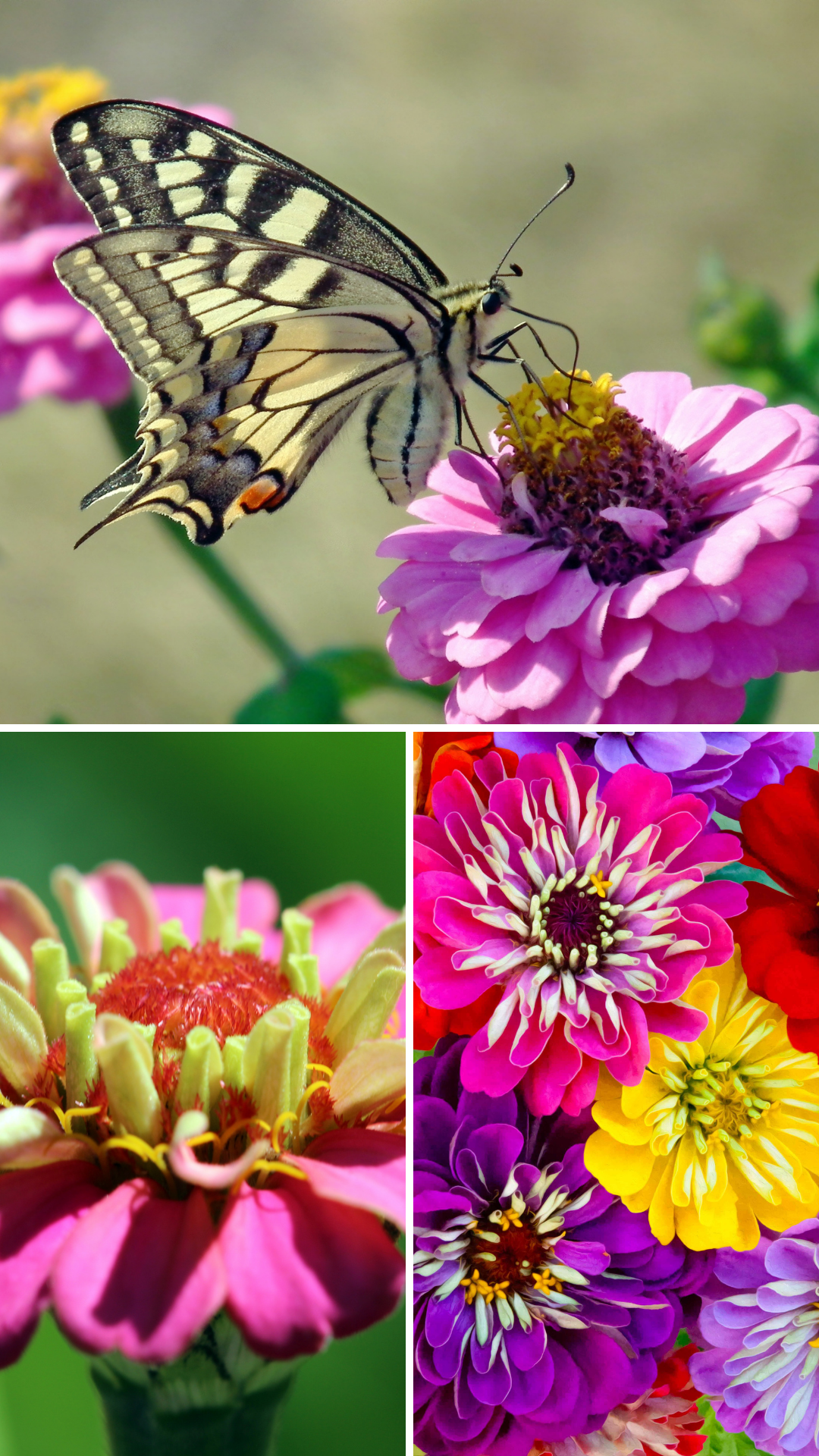 Profile-Zinnia